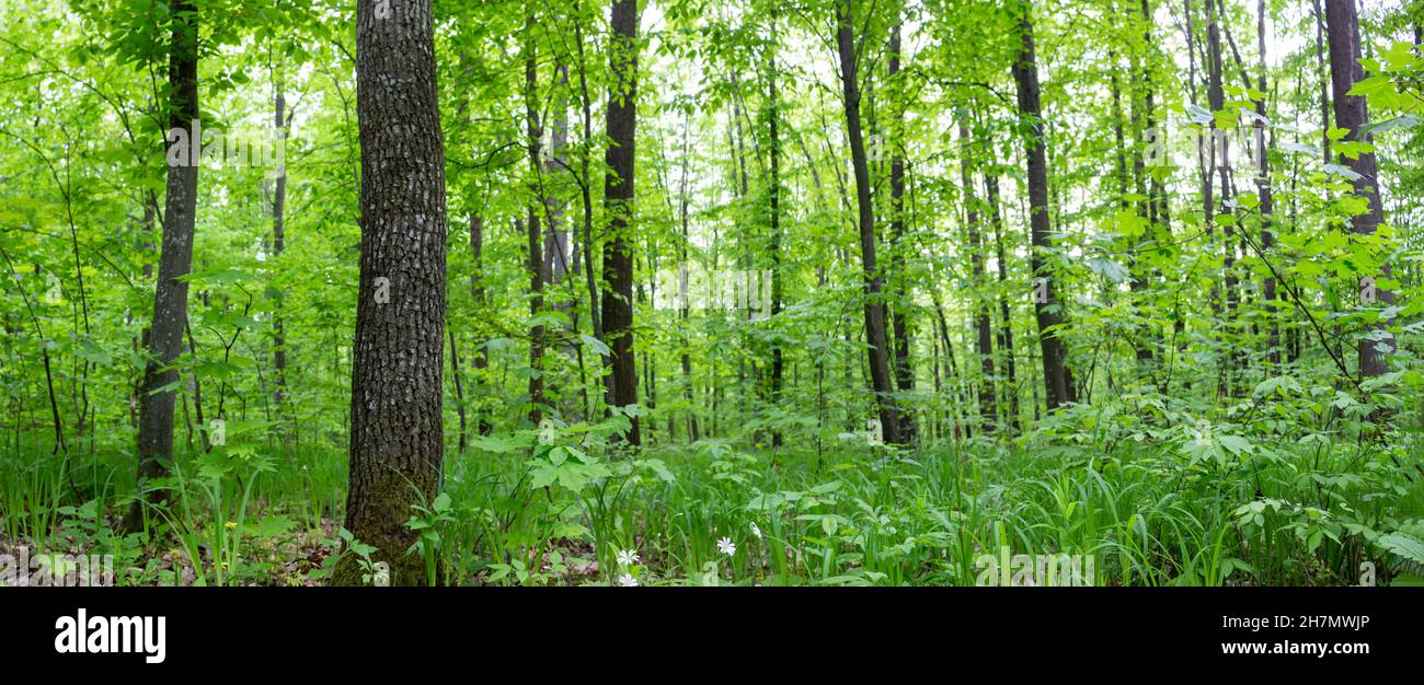 Panorama des grünen Waldes. Dichter Wald im Frühling Stockfoto