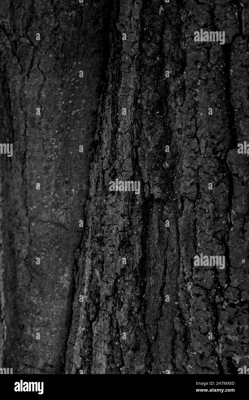Baumrinde in schwarz / weiß Stockfoto