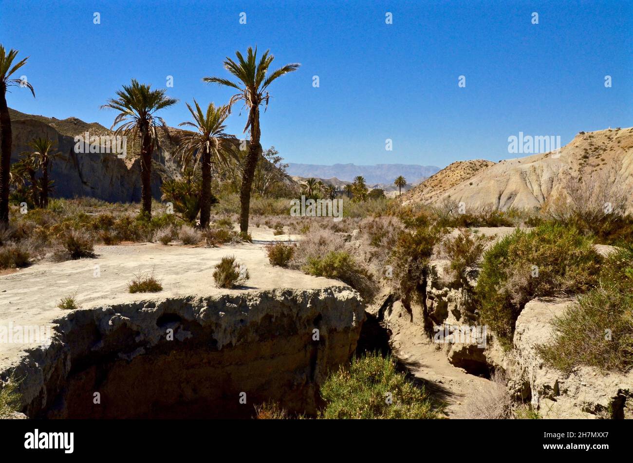 Palmen in der Wüste von Tabernas, Desierto de Tabernas, Mini-Holywood, Westernstadt für Filme, Tabernas Filmstadt, Tabernas, Almeria, Andalusien, Spanien Stockfoto