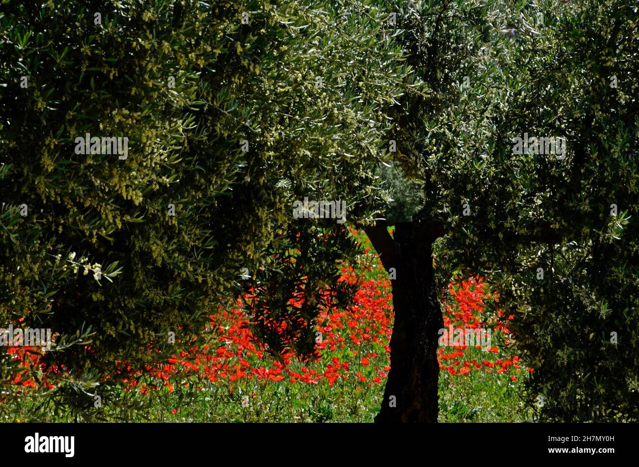 Olivenbaum im Mohnfeld, Oliven, Mohnblumen, Mohnfeld, Andalusien, Spanien Stockfoto