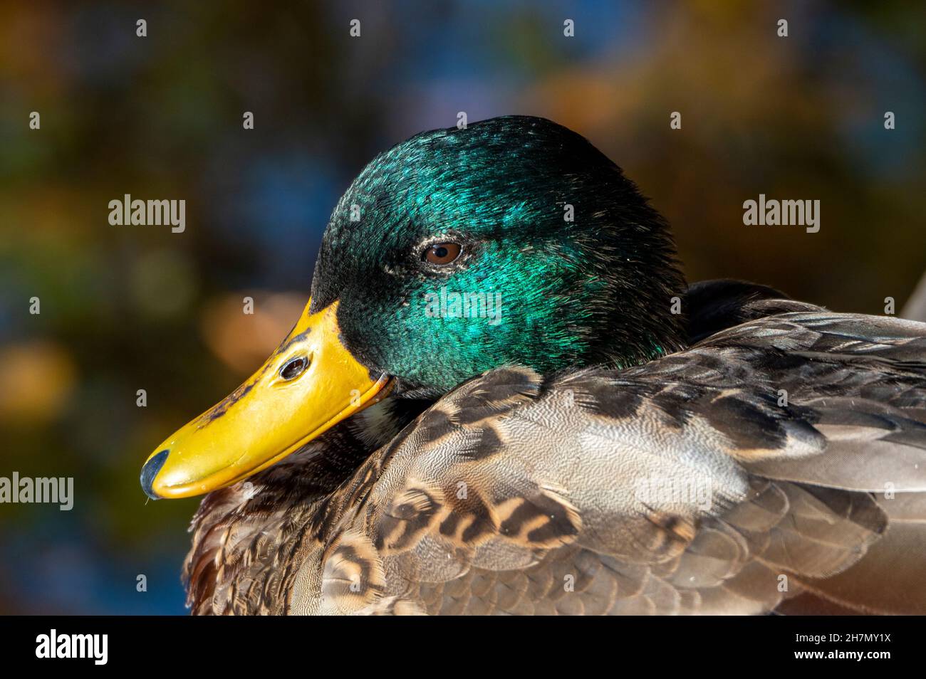 Mallard drake oder Wildente, Männchen aus nächster Nähe Stockfoto