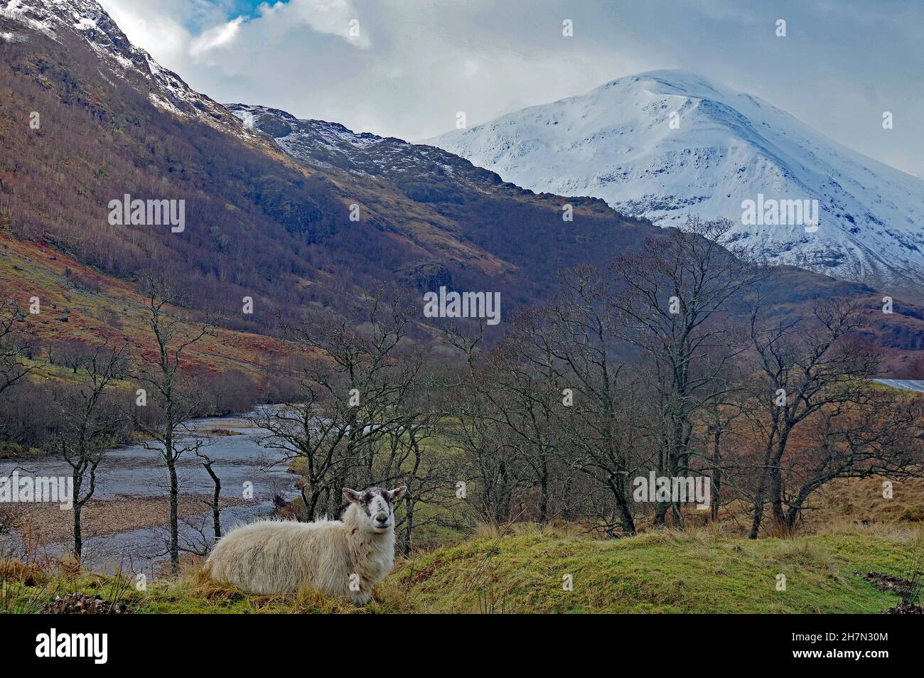 Schafe vor schneebedeckten Berg- und Flusstälern, Glen Nevis, Winter, Westschottland, Schottland, Großbritannien Stockfoto