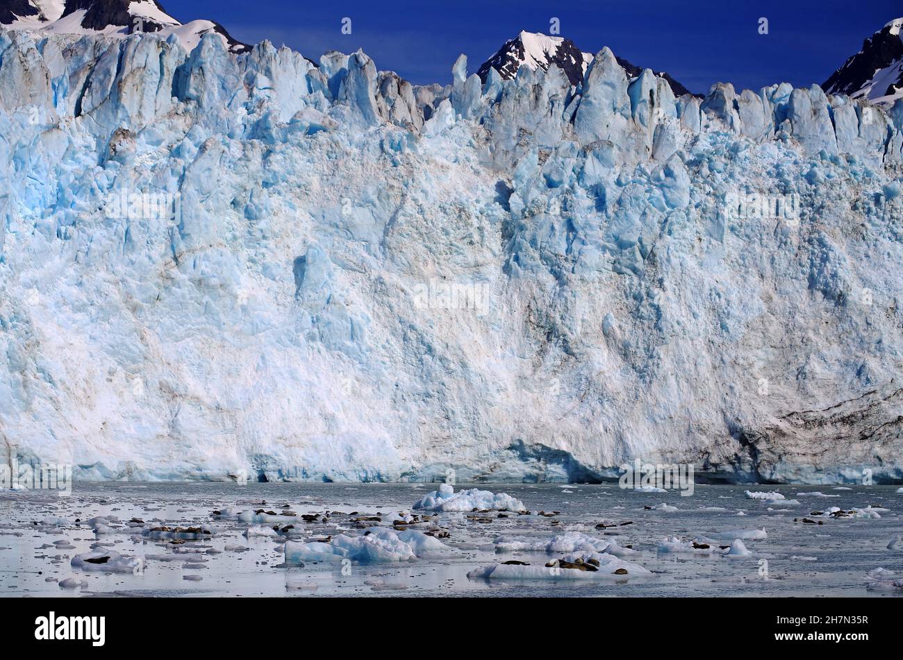 Gletscherfront und Berge, Robben auf Eis, Prince William Sound, Columbia Glacier, Alaska, USA Stockfoto