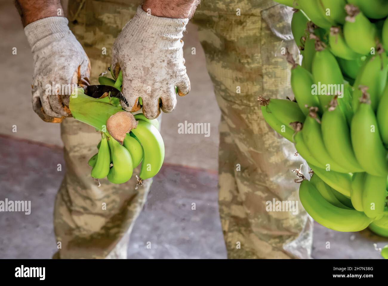 Mann in Arbeitshandschuhen Sorten von Bananen. Vorbereitung von Bananen für den Großhandel.. Nahaufnahme. Stockfoto