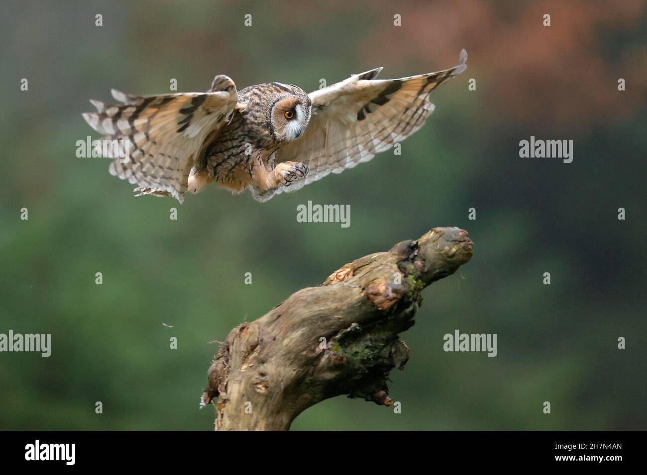 Langohreule (ASIO otus), fliegend auf einem Ast, Tschechische Republik Stockfoto