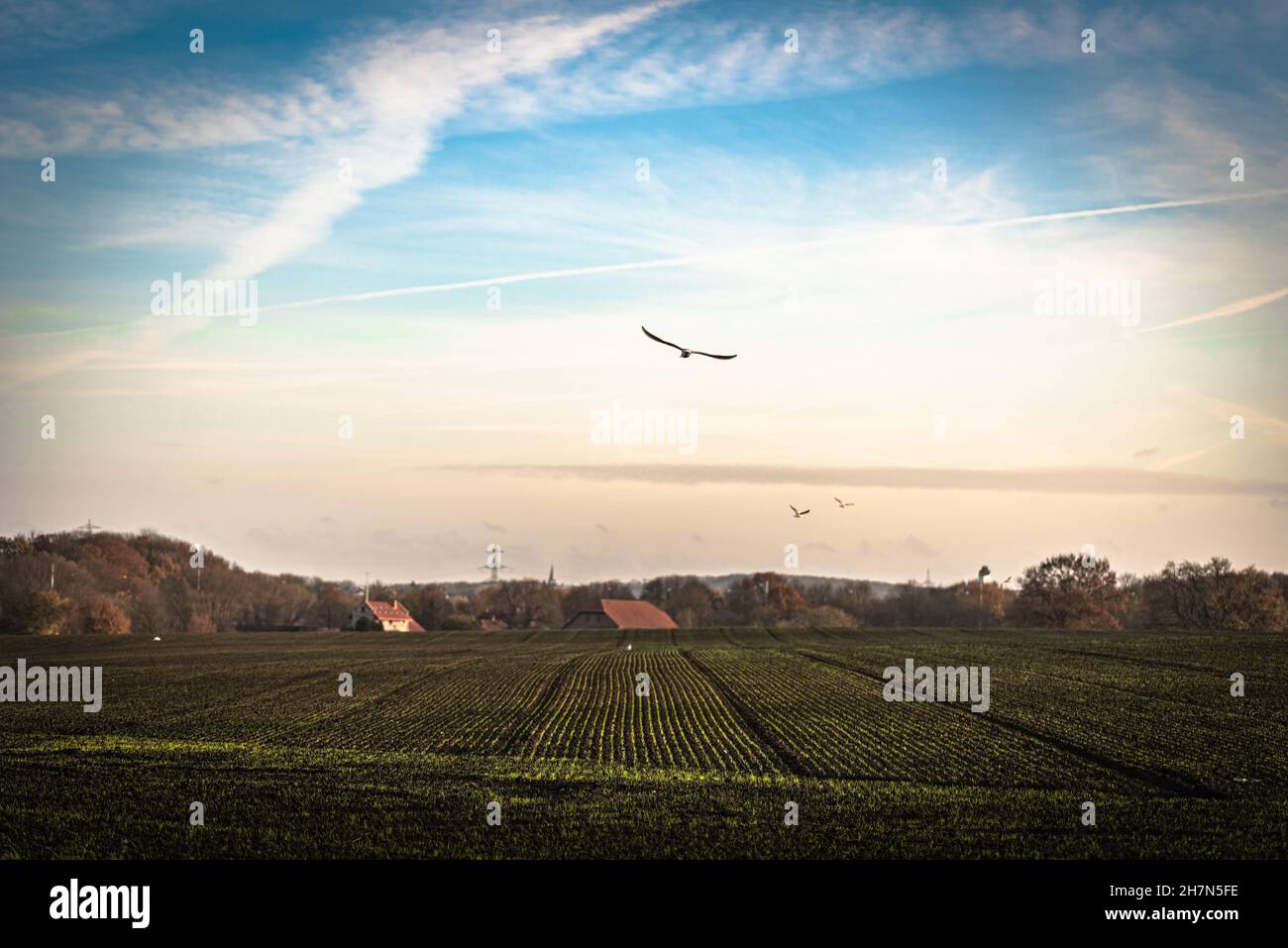 vogel auf einem Feld Stockfoto vogel auf einem Feld Stockfoto