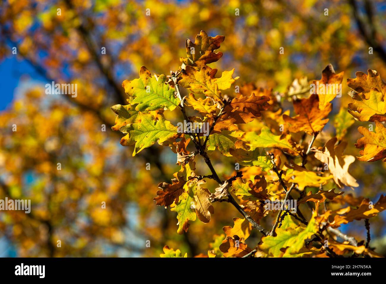 Woodberry Wetlands, Hackney, London N4 Stockfoto