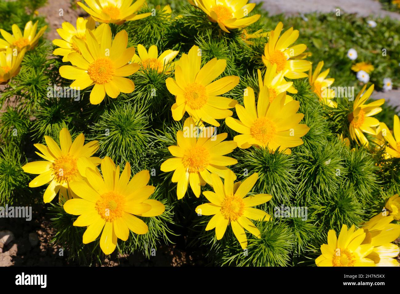 Augenfase (Adonis), Ranunculaceae, gelbe Blüten, Botanischer Garten der Universität Ulm, Apothekergarten, Baden-Württemberg, Deutschland Stockfoto