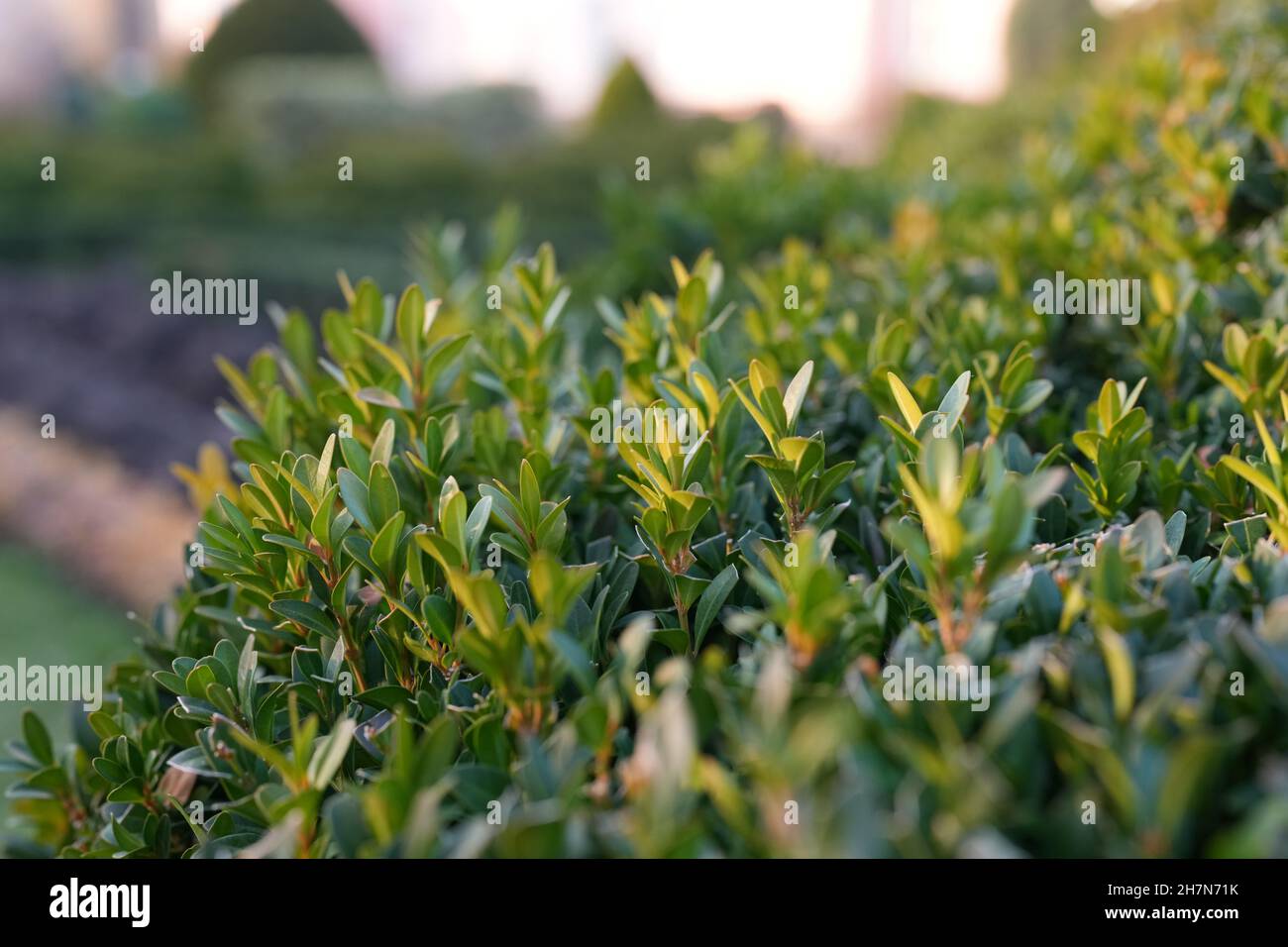 Frische Sprossen auf einem dekorativen Busch im Park Stockfoto