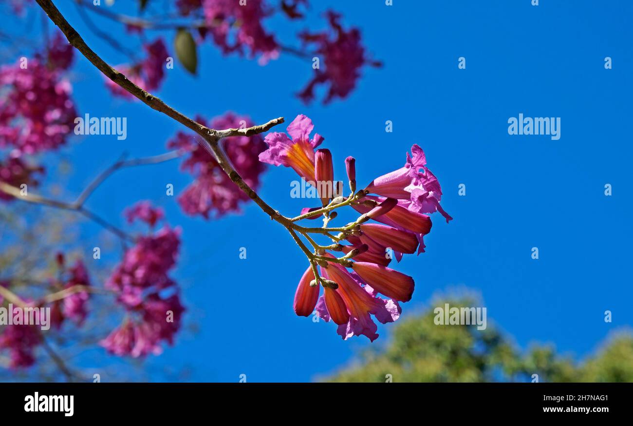 Rosafarbener ipe oder rosafarbener Trompetenbaum, (Handroanthus impetiginosus) Stockfoto
