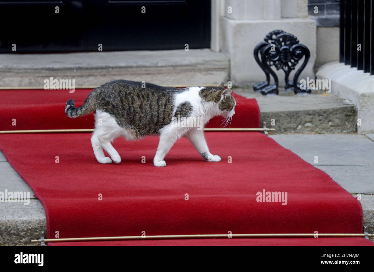 Larry the Cat - seit 2011 Chief Mouser im Kabinett - in der Downing Street, November 2021, auf dem roten Teppich, der für den israelischen Präsidenten ausgestreckt wurde Stockfoto