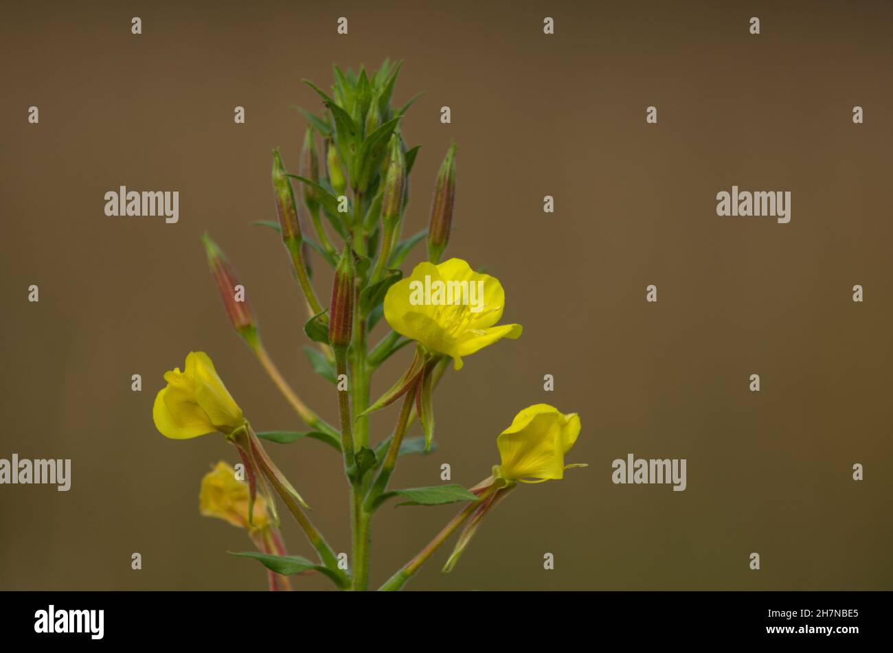 Nahaufnahme der kleinen gelben Blüten einer Pflanze namens Nachtkerzen im Garten Stockfoto