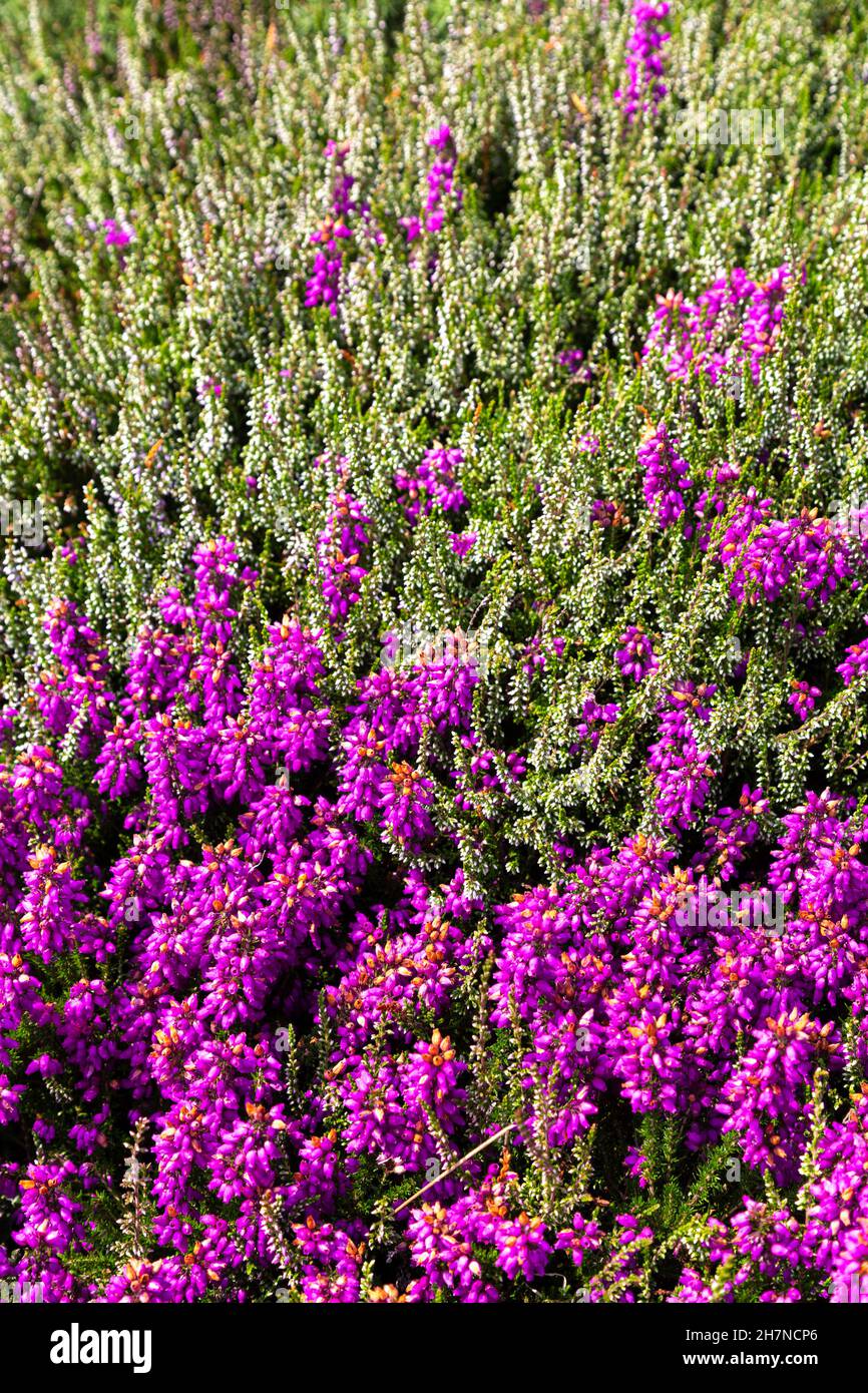 Violette Heidekraut blüht entlang des South West Coast Path, Penwith Penwith Peninsula, Cornwall, Großbritannien Stockfoto