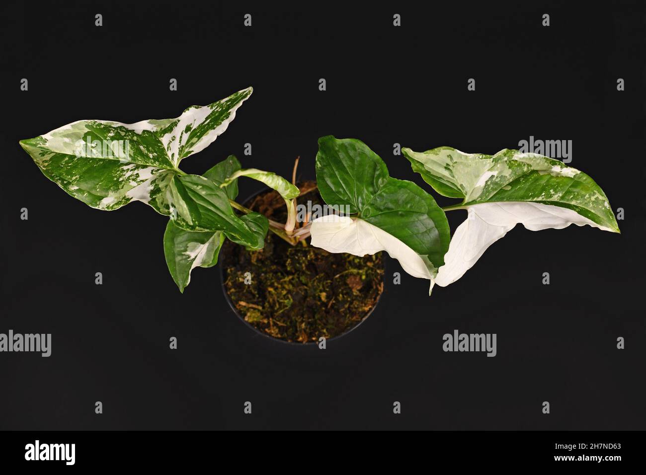 Exotische 'Syngonium Podophyllum Variegata'-Zimmerpflanze mit weißen Flecken im Blumentopf auf schwarzem Hintergrund Stockfoto