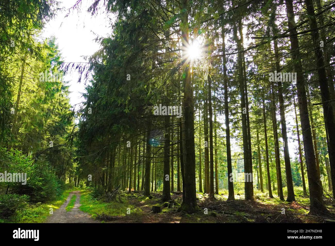 Grüner Nadelwald mit der Sonne, die durch die Bäume scheint. Wandern in der Natur. Waldweg. Stockfoto