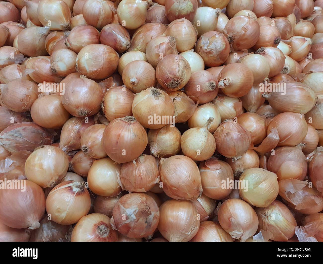 Vollständiges Bild von Zwiebeln. Frische ganze Zwiebeln. Wissenschaftlicher Name ist Allium cepa, es gehörte zur Familie der Liliengewächse und der Unterfamilie der Alioide. Stockfoto