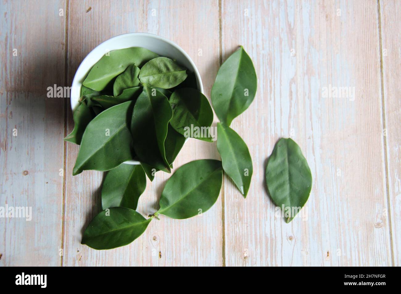 Pereskia aculeata, bekannt als ora-pro-nóbis, orabrobó oder lobrobô, ist ein blättriger Weinkaktus. Weil sie reich an Eisen sind, helfen sie, Anämie zu heilen Stockfoto