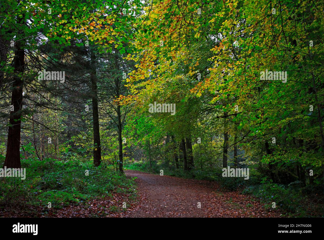 Ein Fußweg durch überwiegend Buchenwälder an einem bewölkten Herbsttag mit Herbstfarben in Blickling, Norfolk, England, Großbritannien. Stockfoto