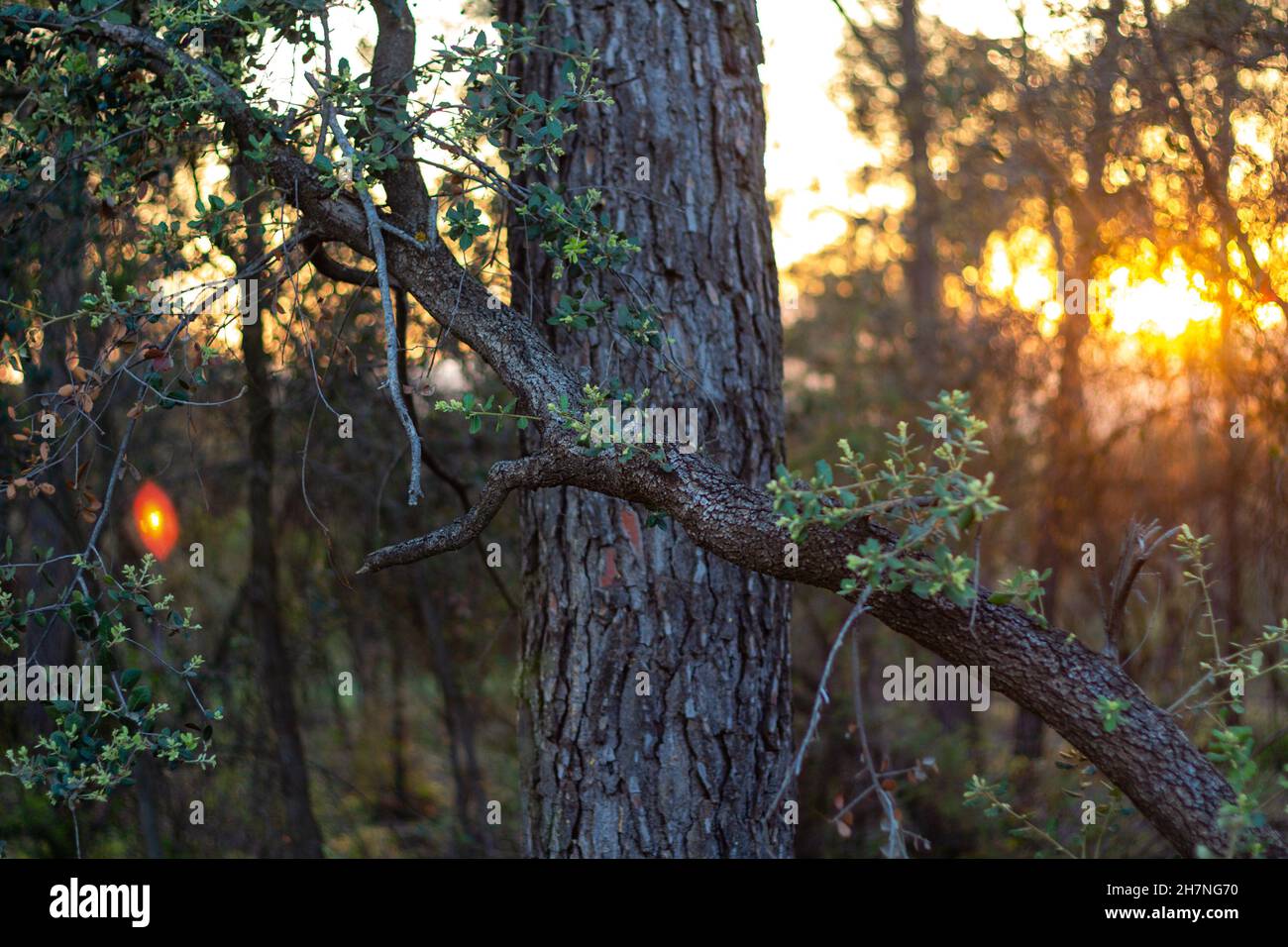 Riscos de berti Fotos und Bildmaterial in hoher Auflösung Alamy
