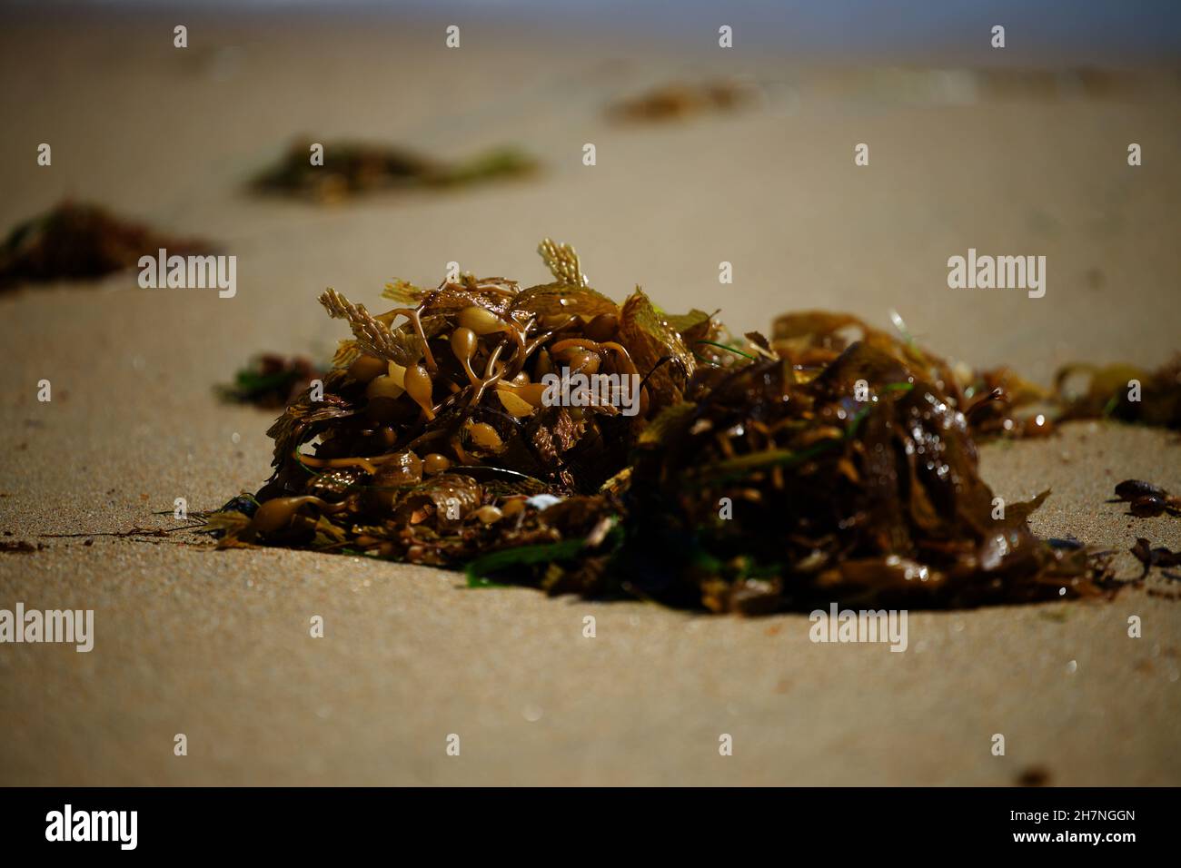 Nahaufnahme der Ozeanpflanzen auf dem Sand am Newport Beach, Kalifornien Stockfoto