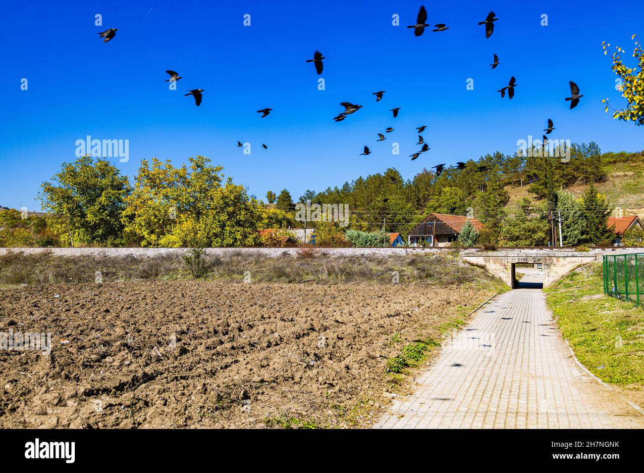 Schöne Aussicht auf die Vogelschar, die über den grünen buschigen Bäumen in den Dörfern fliegt Stockfoto