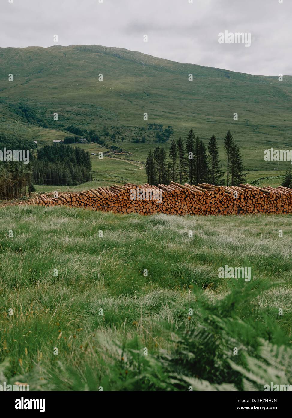 Gestapelte Holzstämme bereit für den Transport weg in der grünen West Highlands Landschaft von Schottland - Holzfäller Forstwirtschaft Stockfoto