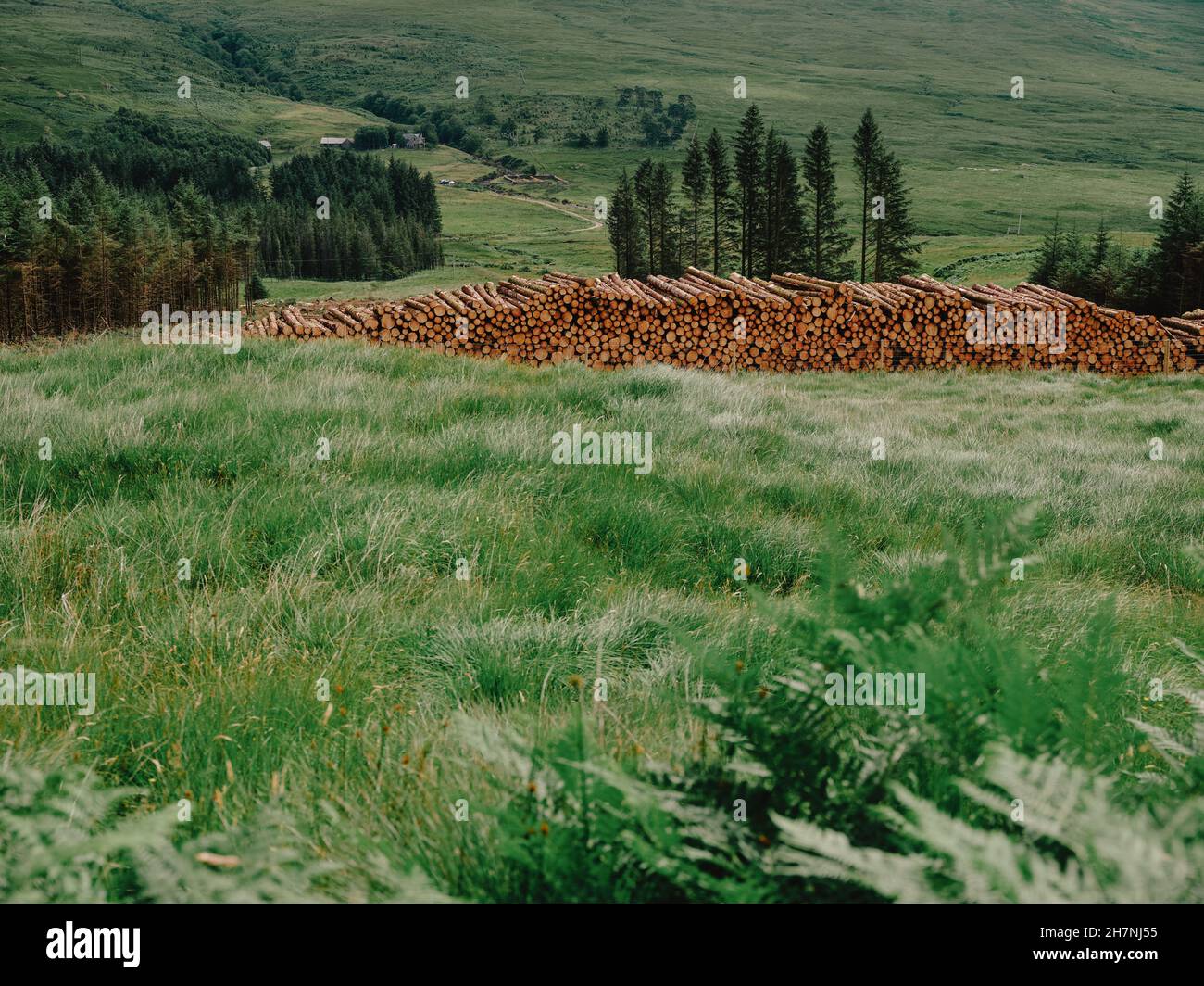 Gestapelte Holzstämme bereit für den Transport weg in der grünen West Highlands Landschaft von Schottland - Holzfäller Forstwirtschaft Stockfoto