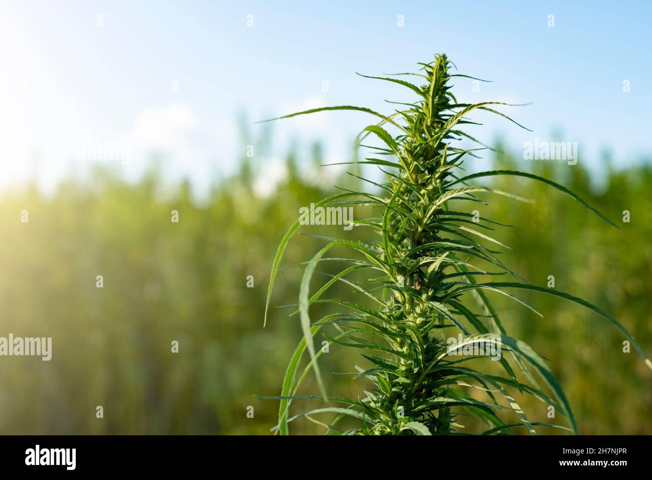 Industrielle Hanfhalme auf blauem Himmel Hintergrund Stockfoto