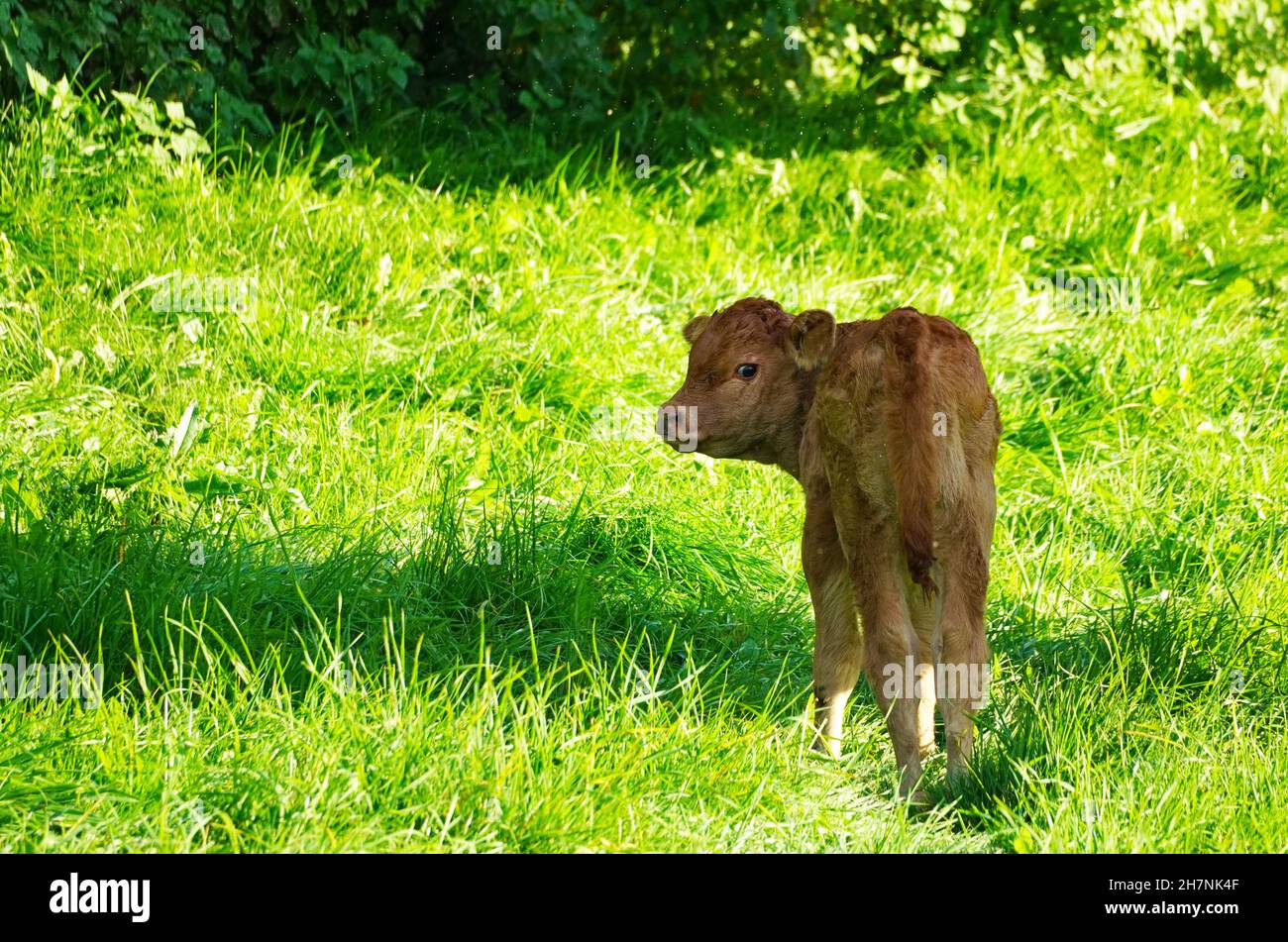 Kleines Kalb mit braunem Fell auf einer grünen Wiese. Stockfoto