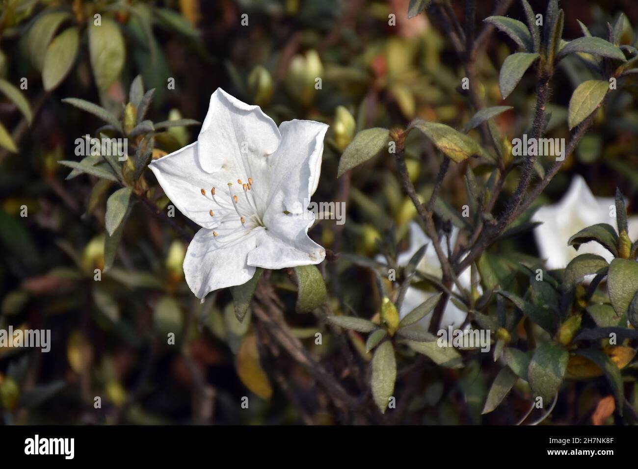 Isolierte blühende weiße Azaleen, sind die blühenden Sträucher der Gattung Rhododendron Stockfoto