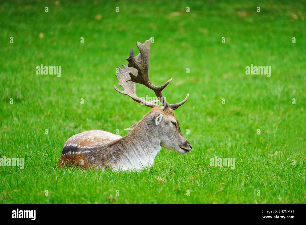 Sika Hirsch liegt auf einer grünen Wiese. Tier mit Geweih. Stockfoto