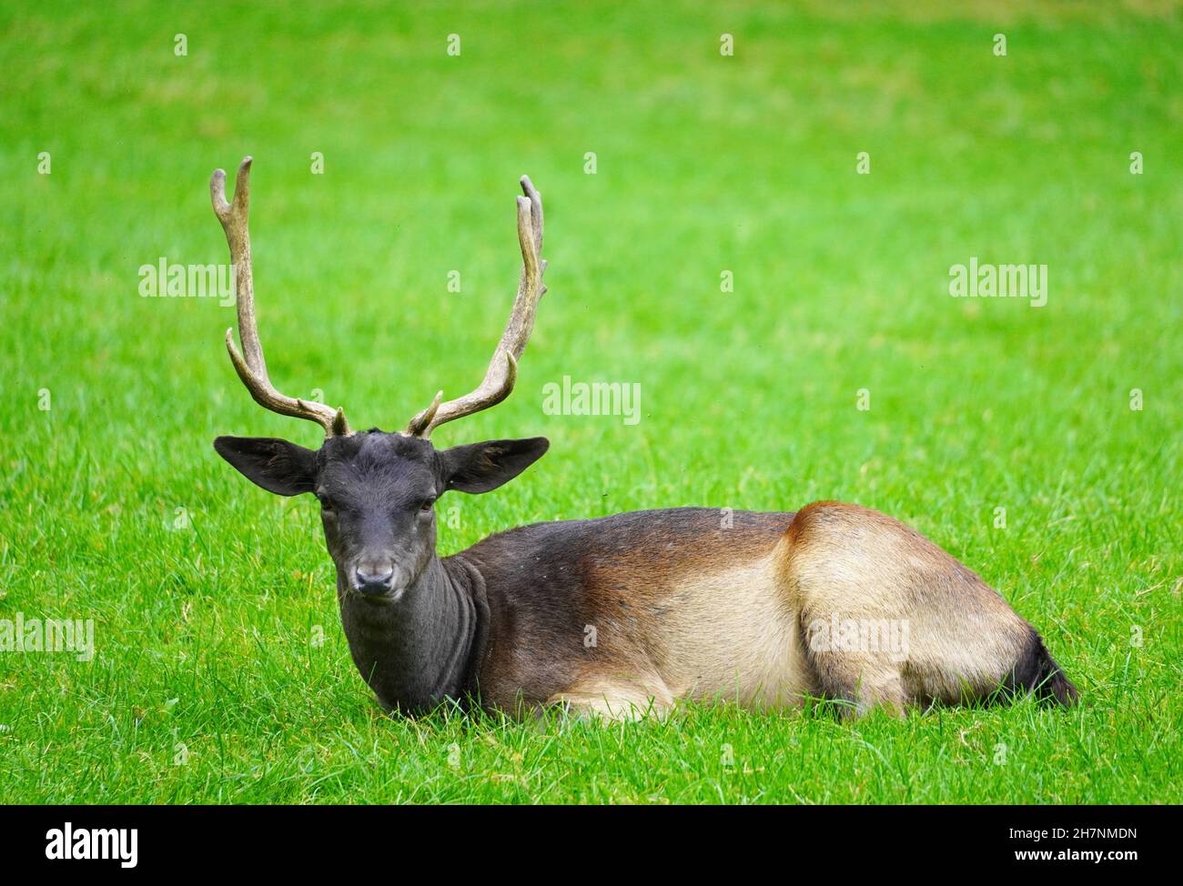Sika Hirsch liegt auf einer grünen Wiese. Tier mit Geweih. Stockfoto