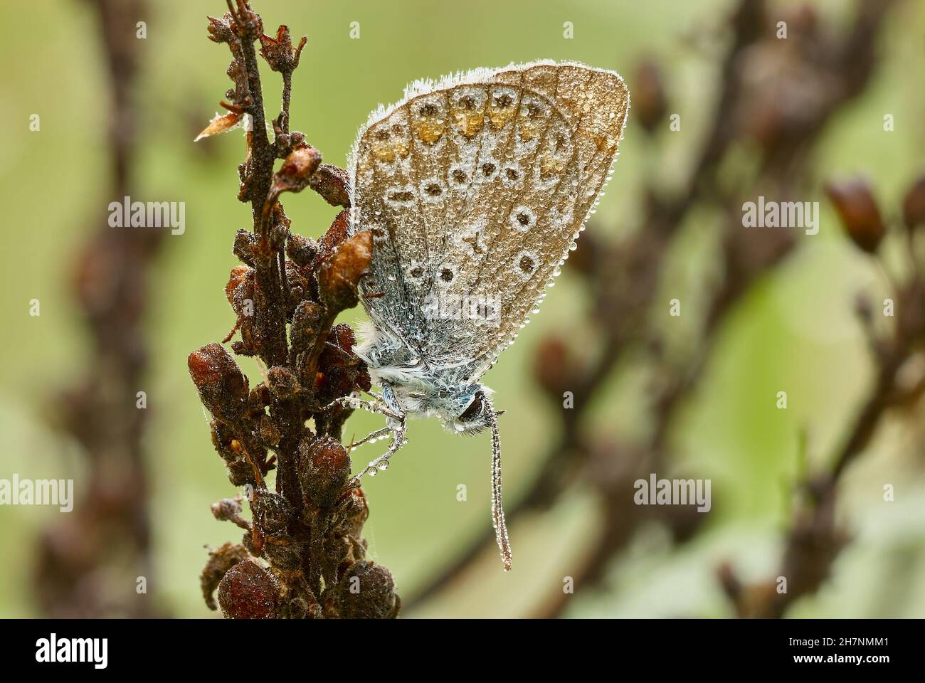 Gewöhnlicher Blauer Schmetterling Männchen im Morgengrauen. Mit Wassertropfen auf den Flügeln, Morgentau. Regungslos auf trockenem Gras sitzen. Gattungsart Polyommatus icarus. Stockfoto