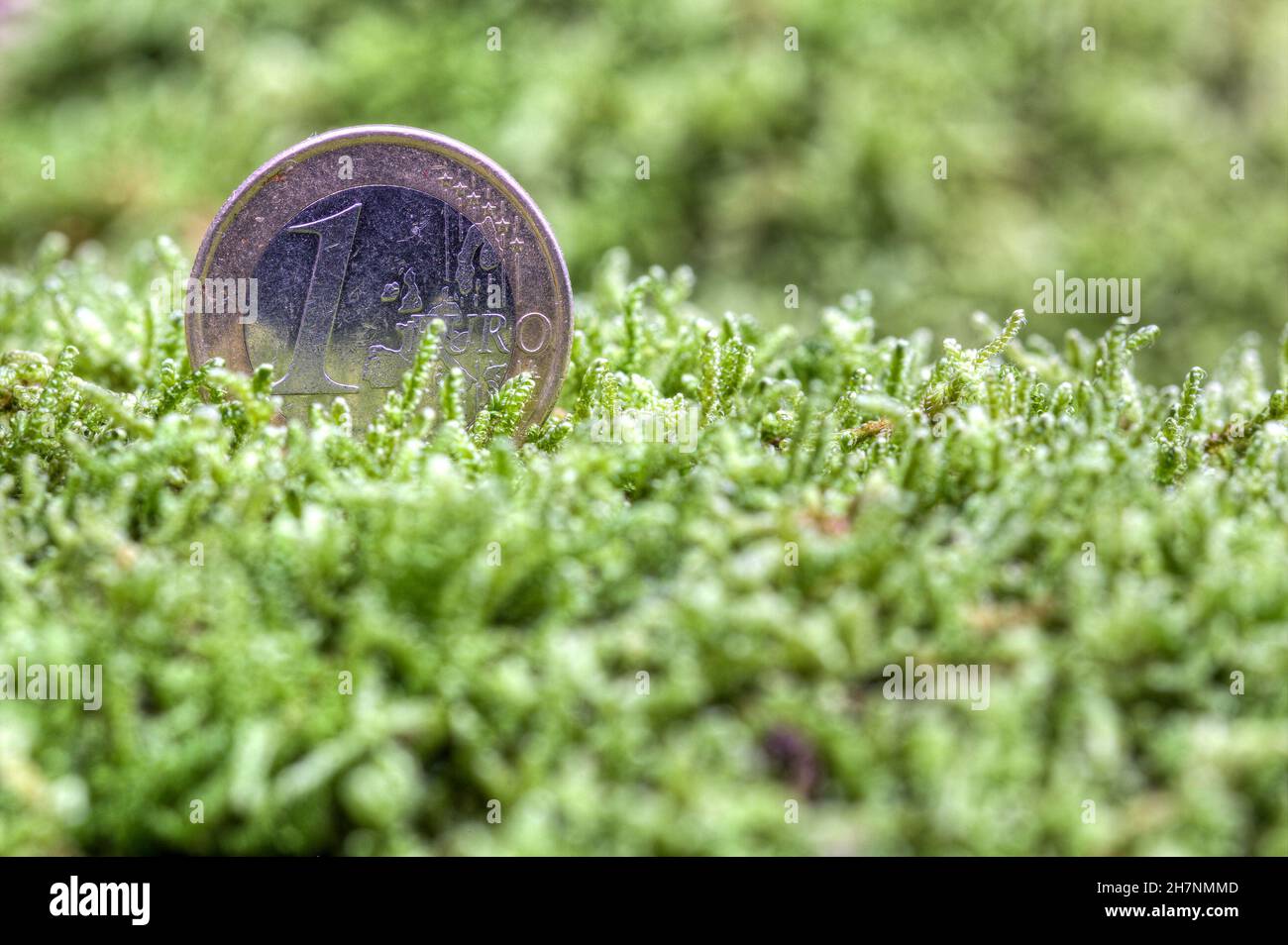 Eine Euromünze sinkt im grünen Moos. Wie viel Geld wird die Energiewende verschlingen. Stockfoto