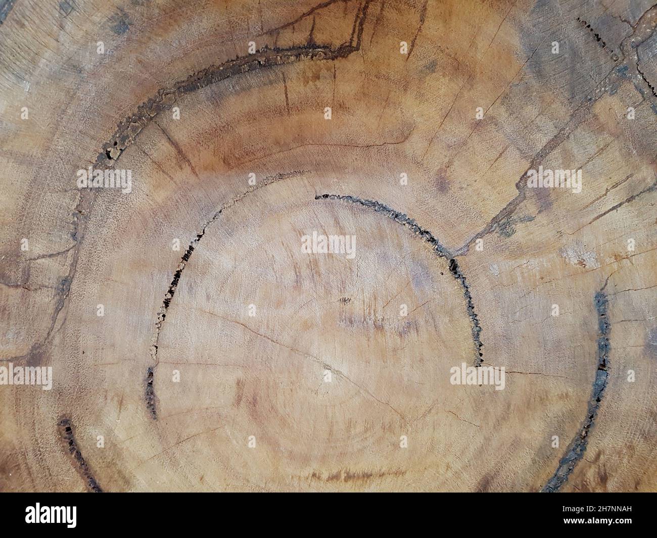Nahaufnahme der inneren Struktur eines Baumstamms. Hintergründe und Texturen Stockfoto
