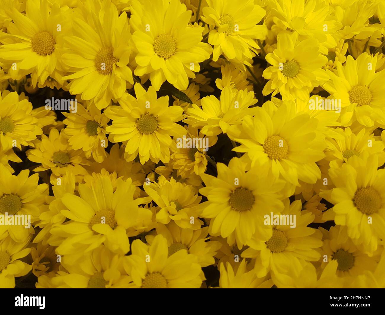 Viele gelbe Gänseblümchen Blumen, Bouquet. Textur Hintergrund. Stockfoto