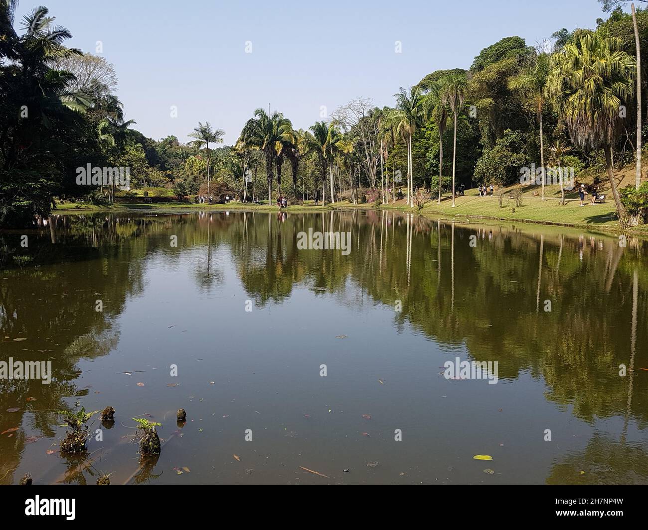 See umgeben von Palmen im Botanischen Garten von São Paulo, Brasilien. Stockfoto
