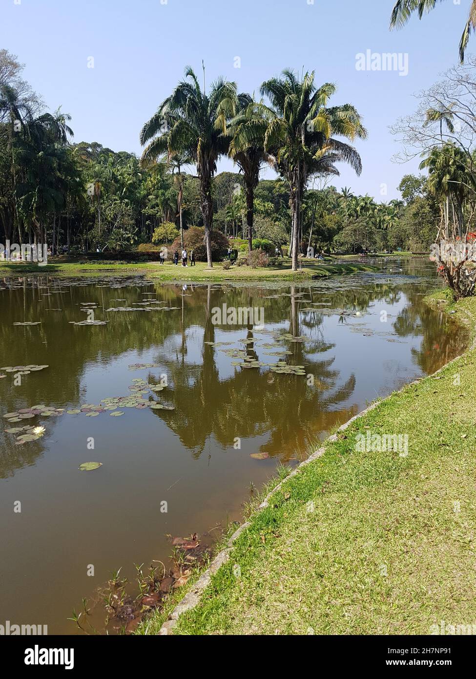 See umgeben von Palmen im Botanischen Garten von São Paulo, Brasilien. Stockfoto