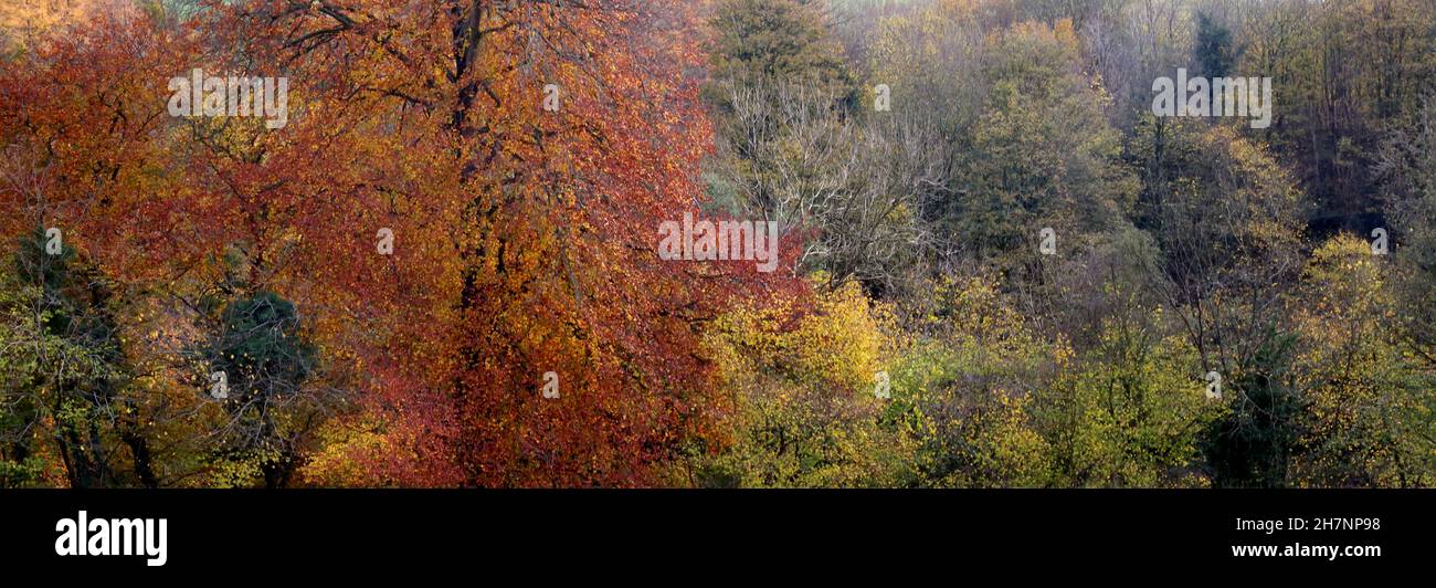 Herbstfarben. Stockfoto