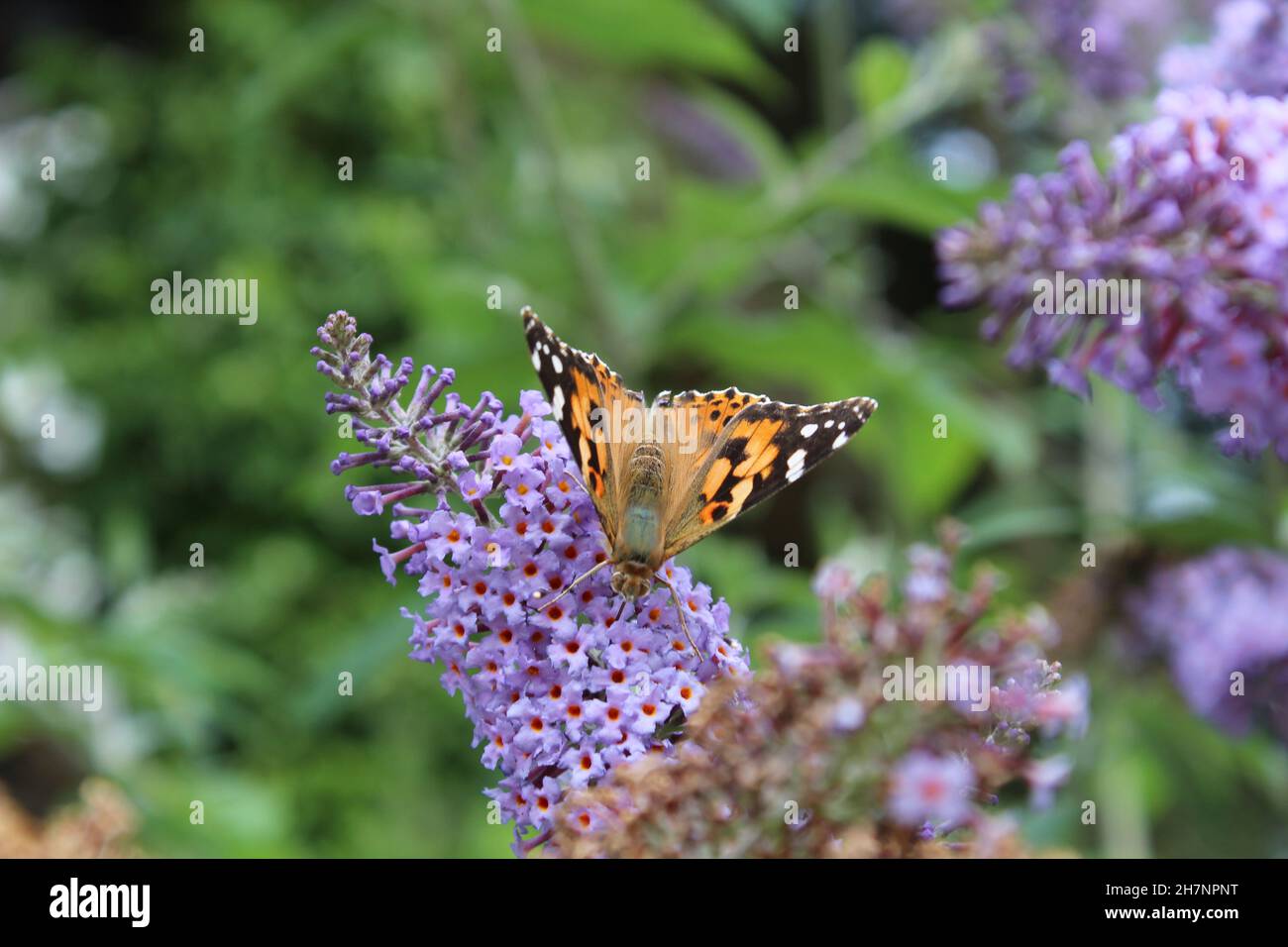 Orangefarbener Marienschmetterling (Vanessa cardui), der auf violetten Blumen sitzt und sich in den Valley Gardens mit Blütennektar ernährt (Harrogate, Großbritannien) Stockfoto