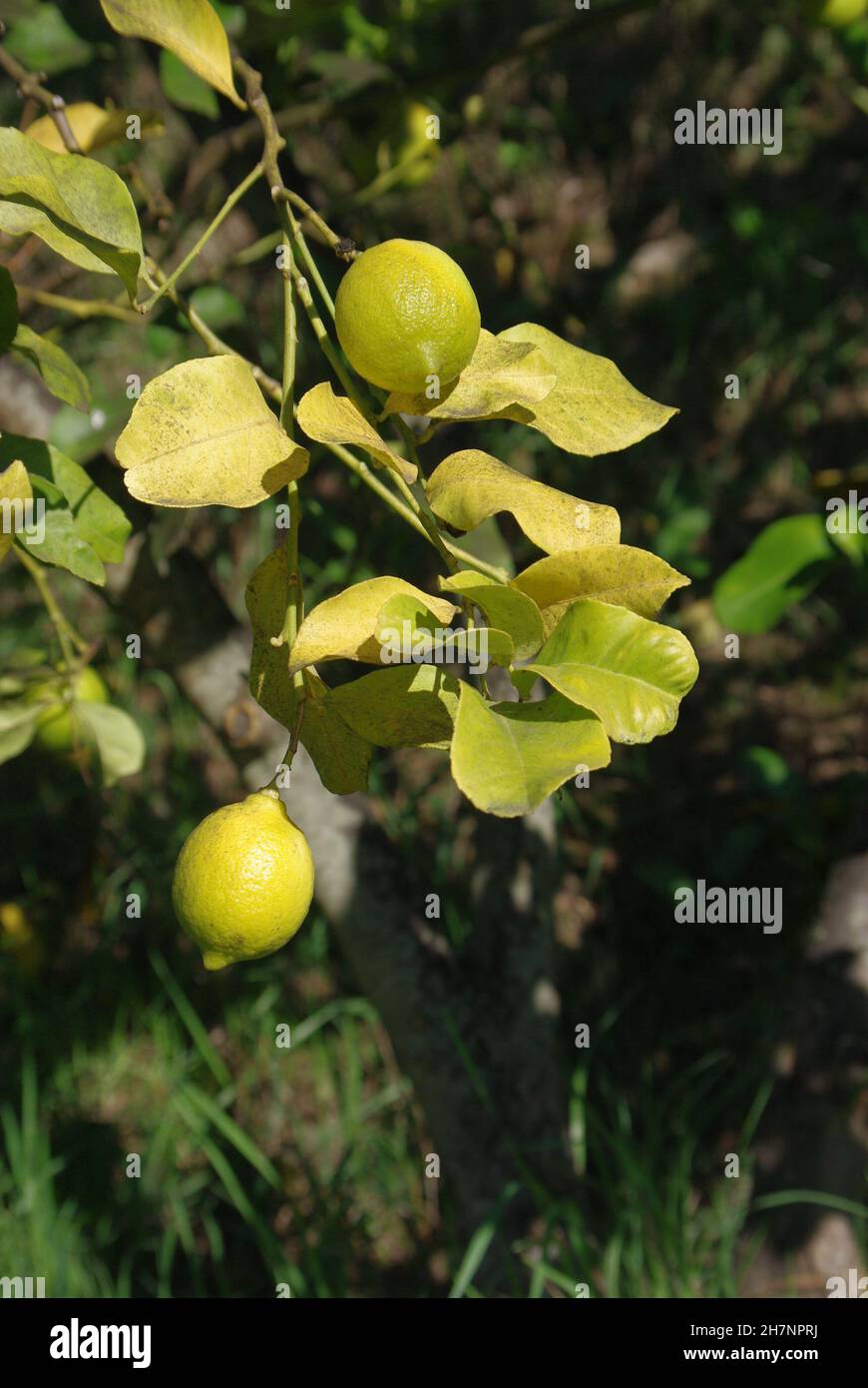 Die Zitrone (Citrus limon) ist eine Art von kleinen immergrünen Bäumen aus der blühenden Pflanzenfamilie Rutaceae Stockfoto