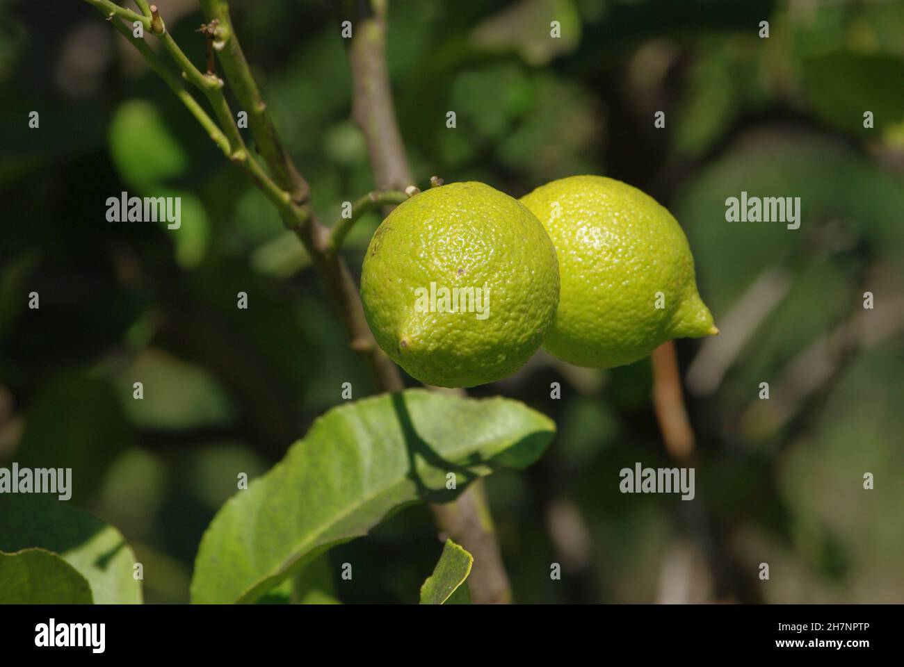 Die Zitrone (Citrus limon) ist eine Art von kleinen immergrünen Bäumen aus der blühenden Pflanzenfamilie Rutaceae Stockfoto