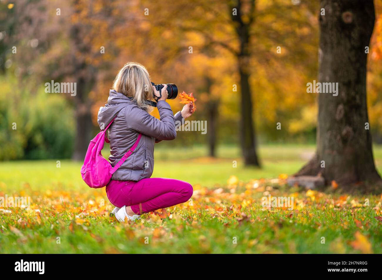 Fotografin macht Fotos von gelben Blättern im Herbstpark Stockfoto