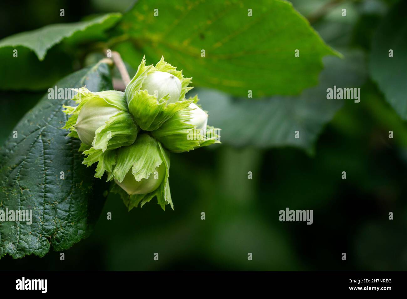 Grüne Haselnüsse wachsen auf dem Baum. Haselnüsse hängen in Büscheln an einem Ast. Stockfoto