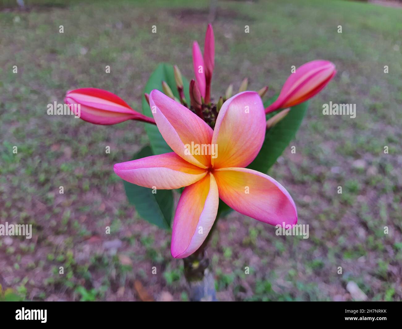 Nahaufnahme einer Blume der Jasmin-Mango (Plumeria rubra) ist eine Pflanze der Gattung Plumeria. Auch bekannt als Frangipani. In einem Garten verschwommen Hintergrund. Stockfoto