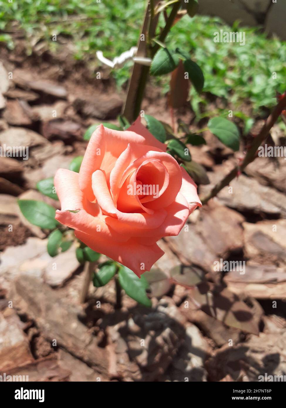 Nahaufnahme einer lachsfarbenen Rose, isoliert im Garten. Stockfoto