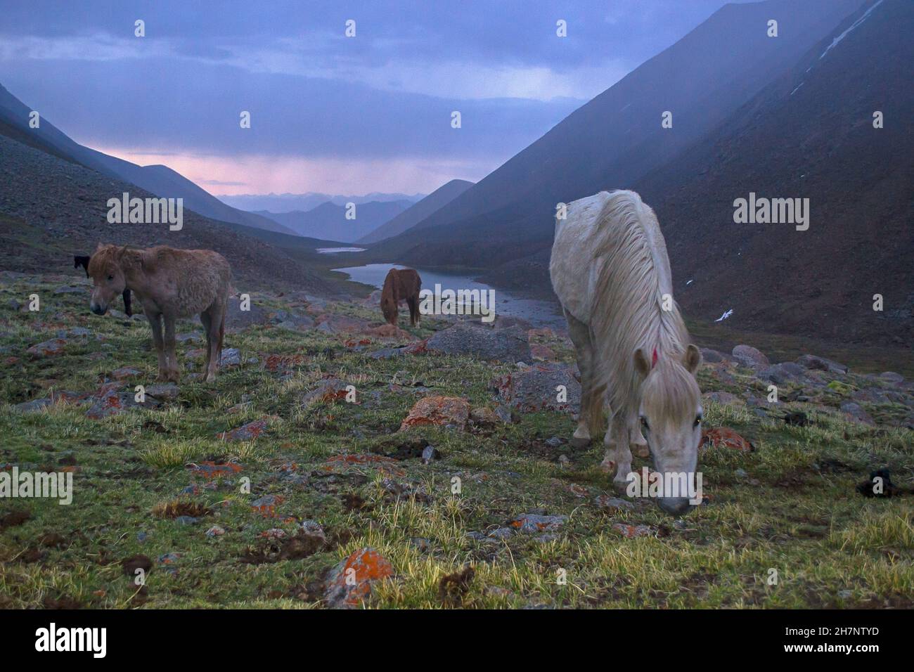 Pferde grasen in Bergtälern, Ladakh, Indien Stockfoto