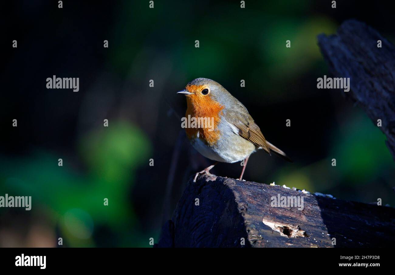 Eurasischer Rotkehlchen, der auf einem Baumstamm im Wald thront Stockfoto