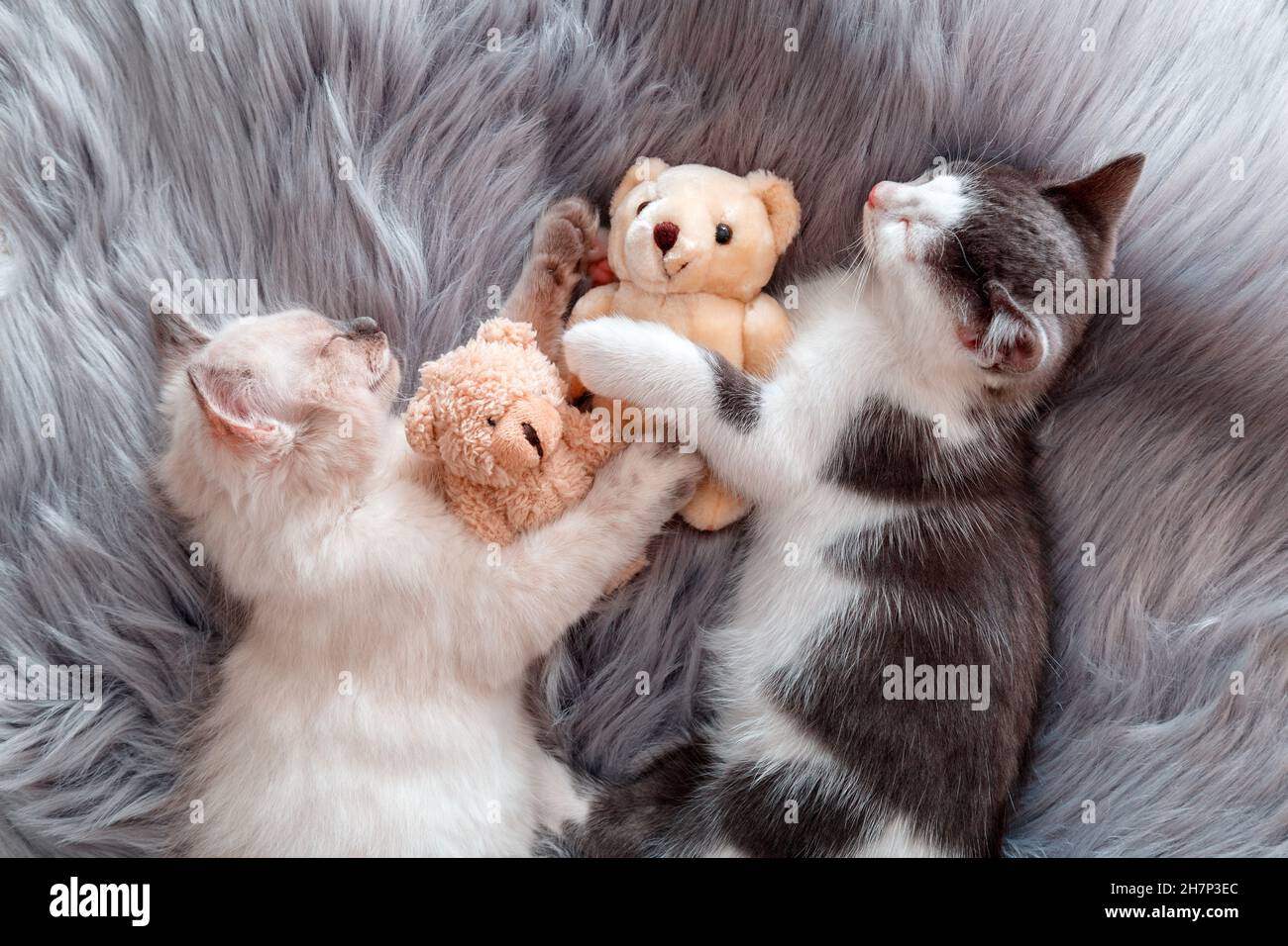 Paar wenig glücklich Niedliche Kätzchen in der Liebe schlafen Nickerchen zusammen umarmt Spielzeug Plüsch Teddybären auf grau kariert. 2 zwei Katzen Haustiere schlafen bequem Stockfoto