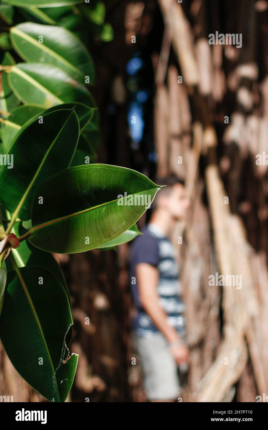 Kleiner Junge mit unscharfem Hintergrund und tropischer Pflanze vor ihm Stockfoto